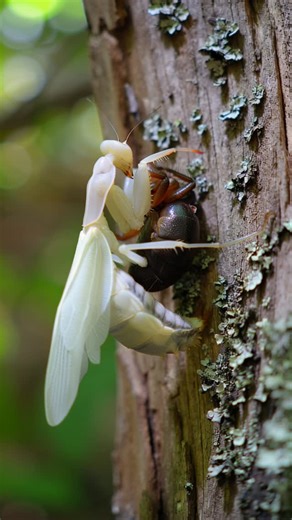 @natgeo7wild on Instagram: "“White Mantis Devours Spider – Timelapse Macro Predation” Watch a large white praying mantis consume an entire spider on an ancient tree trunk. Accelerated footage shows the predator-prey interaction in stunning macro detail, with every movement and bite captured. #PrayingMantis #MacroNature #PredatorVsPrey #InsectLife #TimelapseWildlife #NatureMacro #WildlifeUpClose #SpiderVsMantis #ExtremeMacro #NatureDocumentary"