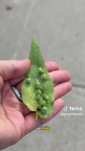 Discovering Leaf Galls: Nature's Fascinating Growths