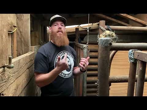 Behind the Scenes at a Slaughterhouse | Small Animals like Pigs and Sheep | The Bearded Butchers