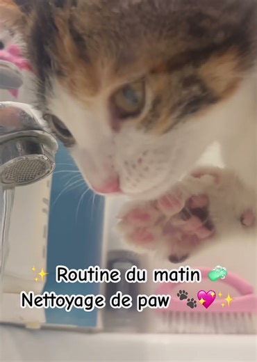 La Routine de Sienna 😻 #chaton #routine #cutecat #viral