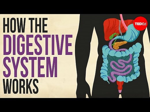 How your digestive system works - Emma Bryce - Videos For Kids