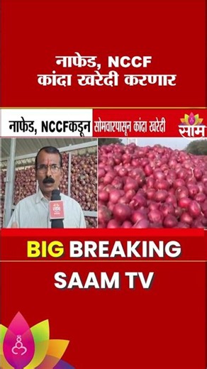सोमवारपासून नाफेड आणि NCCF कडून कांदा खरेदी, Saam TV च्या बातमीचा इम्पॅक्ट | Onion Procurement