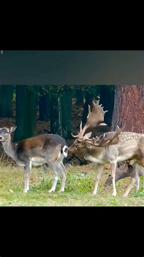 Deer Mating Season in the Wild 🦌❤️#Deer #Wildlife #Nature #AnimalWorld #DeerMating #WildAnimals
