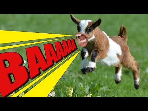 Funny Talking goats | BAAAA