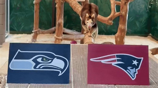 Tree Kangaroo 'Predicts' Super Bowl Winner at Rhode Island Zoo