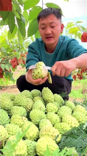 A Mountain of Fresh Custard Apples! ⛰️🍏
