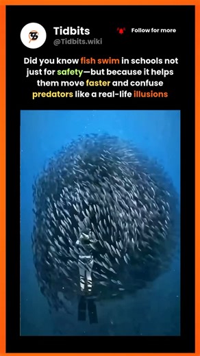 Tidbits | Quick Smart Facts on Instagram: "Want to learn more mind-blowing facts? Follow for daily doses of amazing truths! 🌟 #FishFacts #NatureWonders #AmazingNature #IncredibleAnimals #trendingreels #trendingnow #facts #factsdaily #foryou #trendingreels"