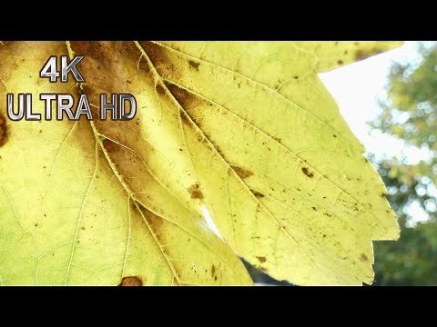 4K Ultra HD Test Video für Fernseher / Bildschirm - Bildtest / Farbtest