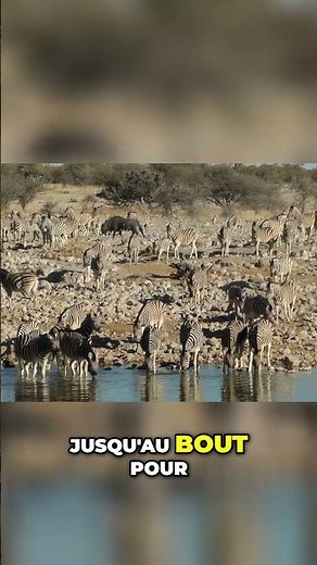 Zèbre: Les secrets incroyables que vous ignorez!