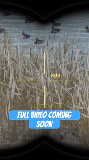 Wood duck hunt hcotw #countrymusic #foryou #hunting #viralvideo #cotw