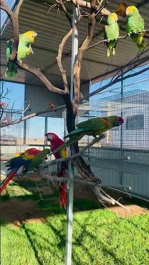 The grass is growing in the aviary