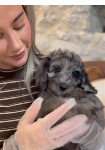 Meet Our Potential New Cockapoo Puppy