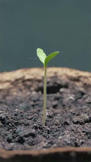 Amazing Tree Growth Timelapse | Seed to Big Tree Transformation#TreeGrowth