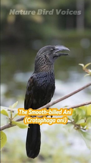 The Smooth billed Ani | Crotophaga ani #birds #birdsong #birdsounds