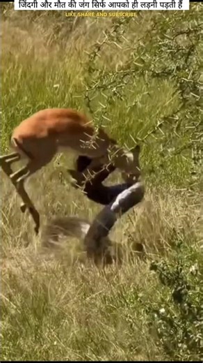 Unseen footage of a python hunting a deer | Deers hunting python #pythontutorial #deerhunt #python