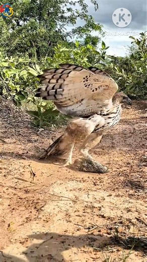 Golden Eagle: The Most Powerful Hunter in the Sky! 🦅🔥#trending #eagle #facts #mauntain #shortvideo