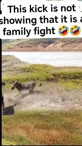 Hee-Haw Heartbreak: Donkey's Cries Echo as Zebra Gains Upper Hand #fbreelsfypシ゚viralfbreelsfypシ゚viral #highlights2025 #viralreelsfb #millionviews | Elamant