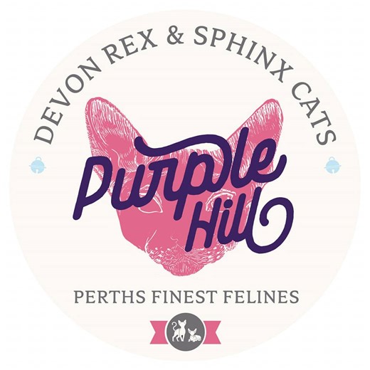 Purplehill Devon Rex & Sphinx Cats Perth