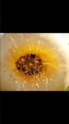 Insane Cow Explosion! Pus Bubble BURSTS Releasing a HUNDRED Birds!