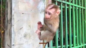 Oh No! The Intelligent Adorable Baby Monkey Ella How To Cling 😘🥰 | Baby Monkey Life