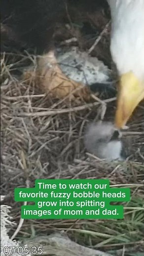 West End Eagles Nest Update