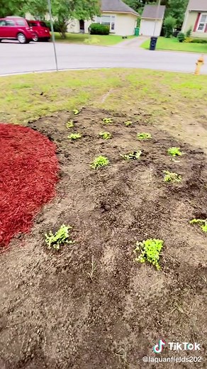 How to Cover Exposed Tree Roots in Your Lawn Easily