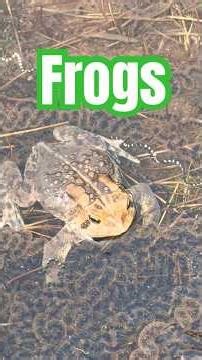 Frogs