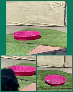 41 reactions | Jake also enjoyed pool time! https://aussierescuesandiego.org/adopt-dog/ | Aussie Rescue San Diego | Facebook