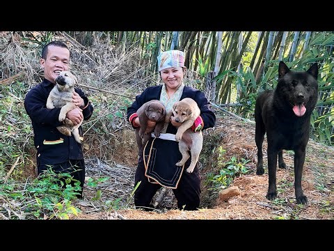 Dwarf Family Discovers Newborn Puppies in the Forest - Grilling Fish and Survival Joy