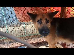 How different are the barking sounds of German Shepherds and other dogs?