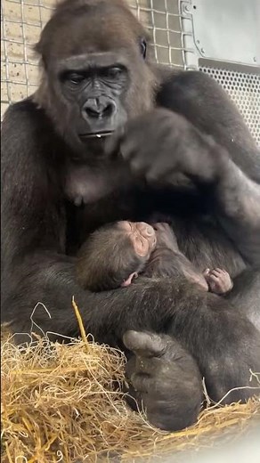 Cincinnati Zoo celebrates baby gorilla Mboka Jo