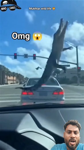 omg 😱 what just happened #shortsfeed #wildliferescue #discovery #animals #facts #hindifacts #viral