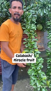 42K views · 1.3K reactions | #calabash miracle fruit with many health benefits | Solomon Pagunsan | Facebook