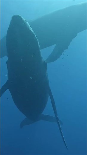 Behind the scenes of Our Oceans now streaming on Netflix #ouroceans #humpbackwhale #underwater #maui