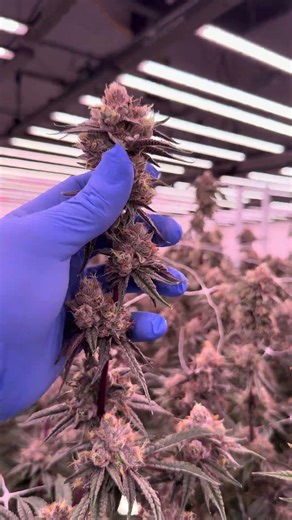 Best LED Grow Light for Indoor Cannabis Cultivation | Flexstar Redline