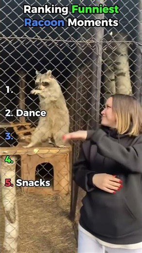 Ranking Best Racoon Moments 💕😂