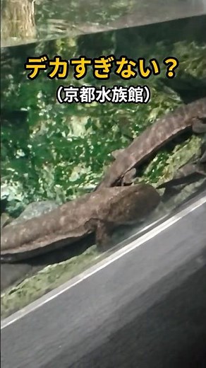 [Touring Sightseeing Spots Across Japan] Kyoto Aquarium Tour | An unforgettable experience for th...