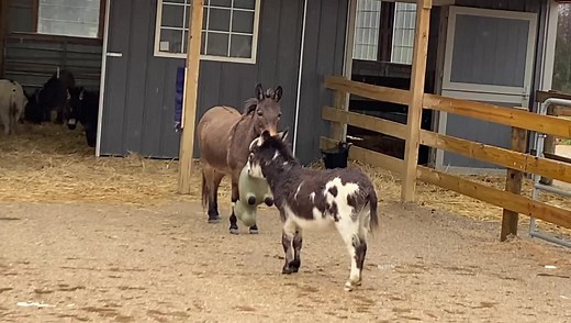 Frodo the donkey is finally learning how to play with others! He was surrendered to us several months ago as an intact jack. He’s about 10 years old and his manners had become a bit dangerous and too much for his previous owner to manage. Of course we all know the major reason for his bad behavior was because he was still an intact jack who was not being worked with and handled regularly. And the second biggest reason for his bad behavior was because he had no other donkeys or any equine to play