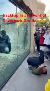 Backflip Fail in Front of Silverback… Gorilla Starts “Laughing” 😂🦍