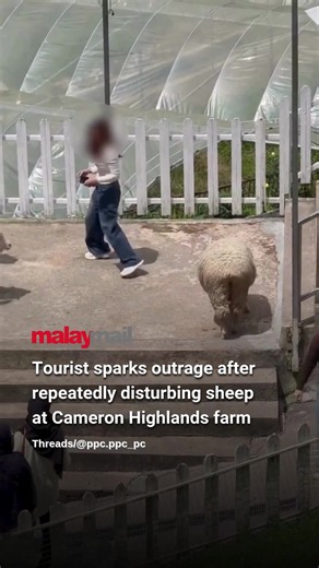 A tourist has drawn criticism online after she was seen repeatedly tugging at a sheep's wool and patting the animal at a farm in Cameron Highlands. The sheep later charged at and chased the woman, prompting her to stop. The incident has sparked criticism online, with many netizens accusing her of mistreating the animal.
