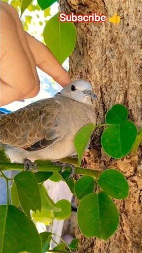 pampering cute bird 🕊️#shorts #youtubeshorts #birds #dovebird #viral #birdlovers #pets