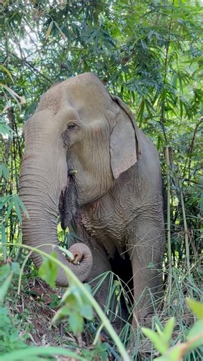 BRAVE BOON DWANG 🐘🌿❤️✌🏻 Catching glimpses of this beautiful girl, always takes our breath away. She is so poised, so defiant, so statuesque. Rescued back in December, we have watched Boon Dwang transform from fearful and suspicious, to confident and trusting. We have walked every step of her recovery journey beside her and are so proud to see her gradually and naturally transition from survival, to revival. Wishing you all a BOONDWANGTASTIC Day!! 🤭 Trunks of thanks for your support xx ❤️🧡💛