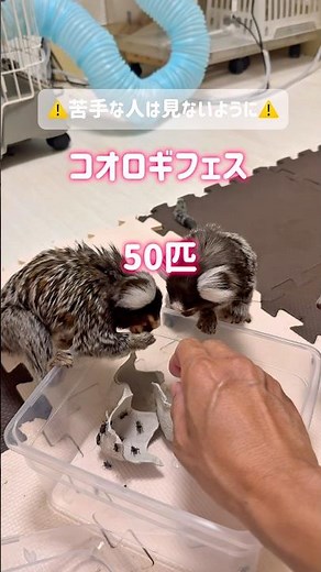コモンマーモセットのコオロギフェス！50匹食べ放題🐵 #ペット #コモンマーモセット #callithrixjacchus #monkey #