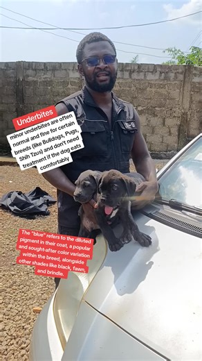 Understanding Blue Cane Corso Puppies and Their Unique Traits