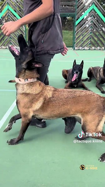 Entrenamiento y habilidades del Belgian Malinois