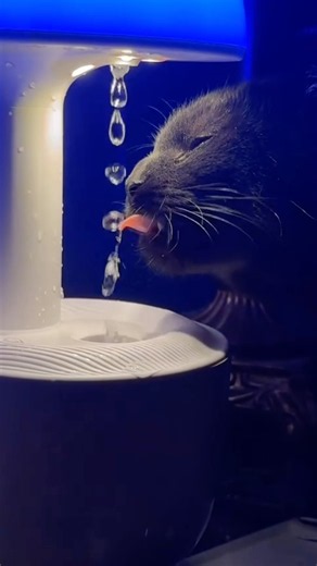 Anti-Gravity Water Fountain For Cats #goodtoknow #vet #medicine #educational #funfacts #lifehacks