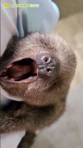 【東山動植物園公式】ナマケモノの赤ちゃん⑪《 フタユビナマケモノ ナマケモノ 》 #short