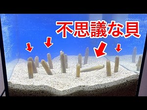 食べるはずの貝をあえて飼育してみる