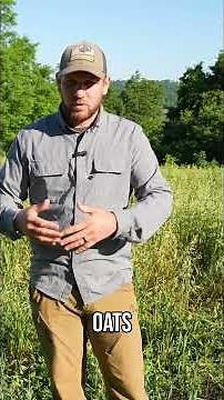 The Oat Trick That Keeps Clover & Alfalfa Plots Alive #cloversecret #deer #deerhunting #tips