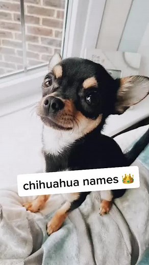 chihuahua names 👑 #chihuahua #foryoupage #foryou #FurnitureFlip #balletbeatdrop #HomeGym